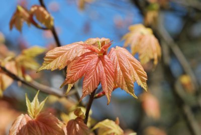 Acer pseudoplatanus 'Brillantissimum' - javor horský 'Brillantissimum' - jarní výhonky